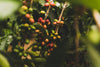 Single Origin Coffee: How The Climate In India Affects The Flavour - KCROASTERS by Koinonia