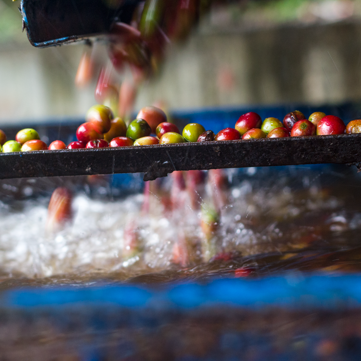 coffee beans processing